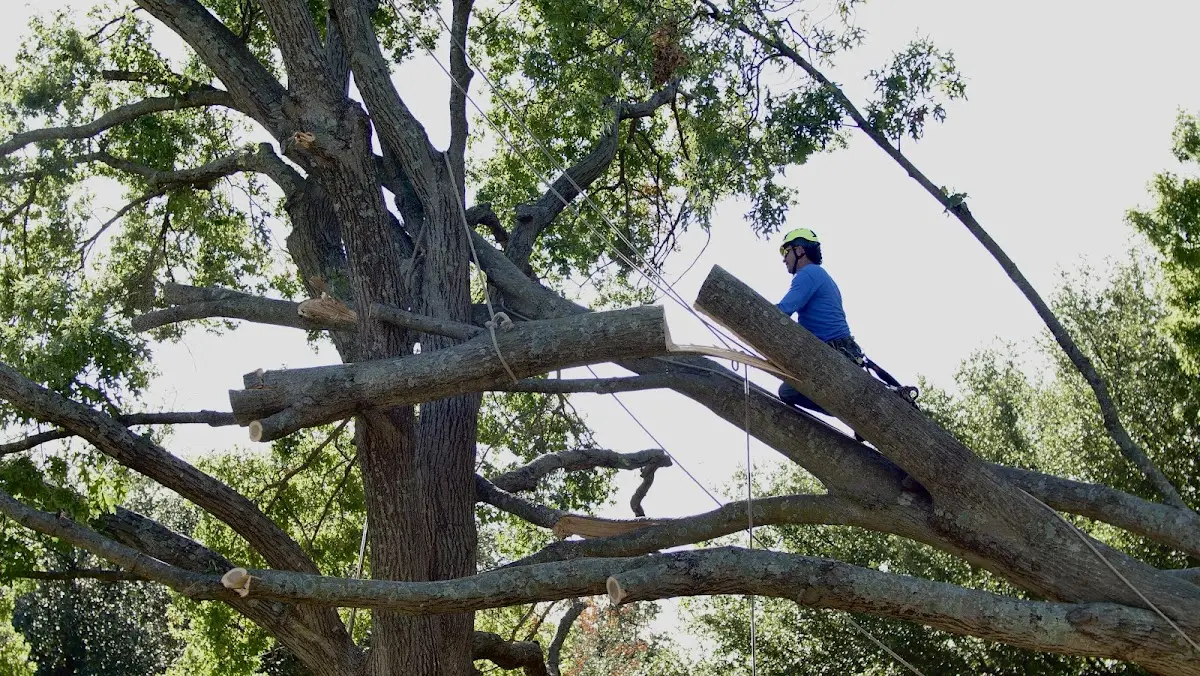 Professional Hazardous Tree Removal performed by certified arborists in East Islip